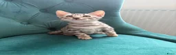 Bengal cats for sale: 2 TICA ACTIVE Bengal BOYS 🐆🐆 - Advert 16