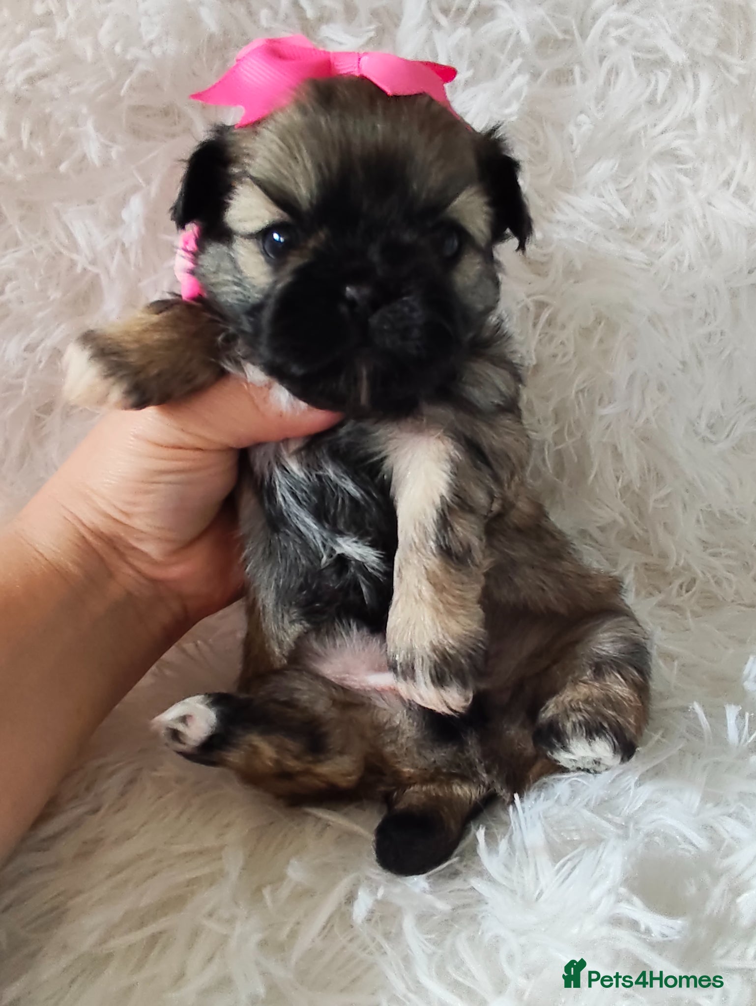 Shih Tzu dogs Gorgeous  shish tzu puppies  - Advert 1