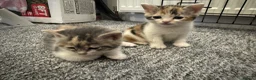 Mixed Breed cats for sale: 2 girl kittens for sale - Advert 9