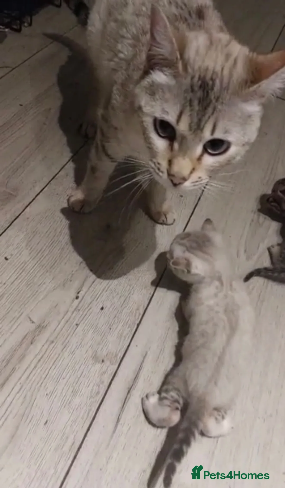 Bengal cats for sale: For sale 2 pure Bengal Male Kittens  - Advert 1