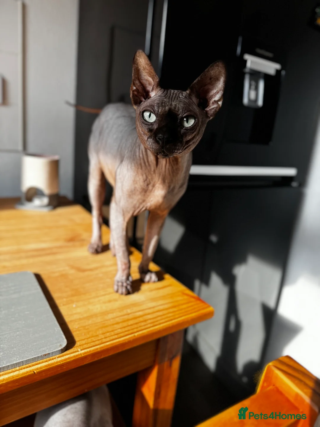 Sphynx cats for stud: Tica Registered Canadian Sphynx in Hull - Advert 20