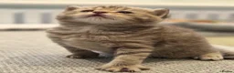 British Shorthair cats for sale: Gorgeous British Shorthair kittens Cute & Adorable - Advert 32