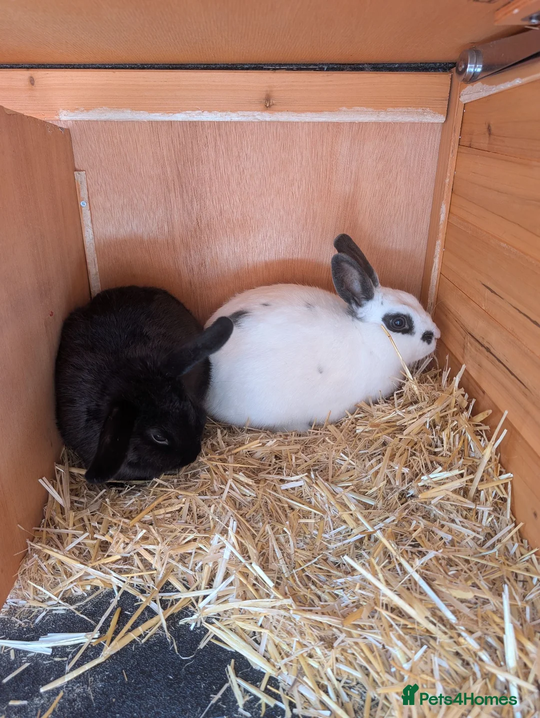 Mixed Breed rabbits for sale: 2 x male bonded rex x lop rabbits with hutch  - Advert 1