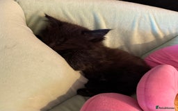 Maine Coon cats for sale:  Adorable Ragdoll x Maine Coon Kittens  - Image 9