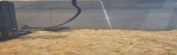 Quail poultry for sale: Button quail and coturnix quail  - Advert 4