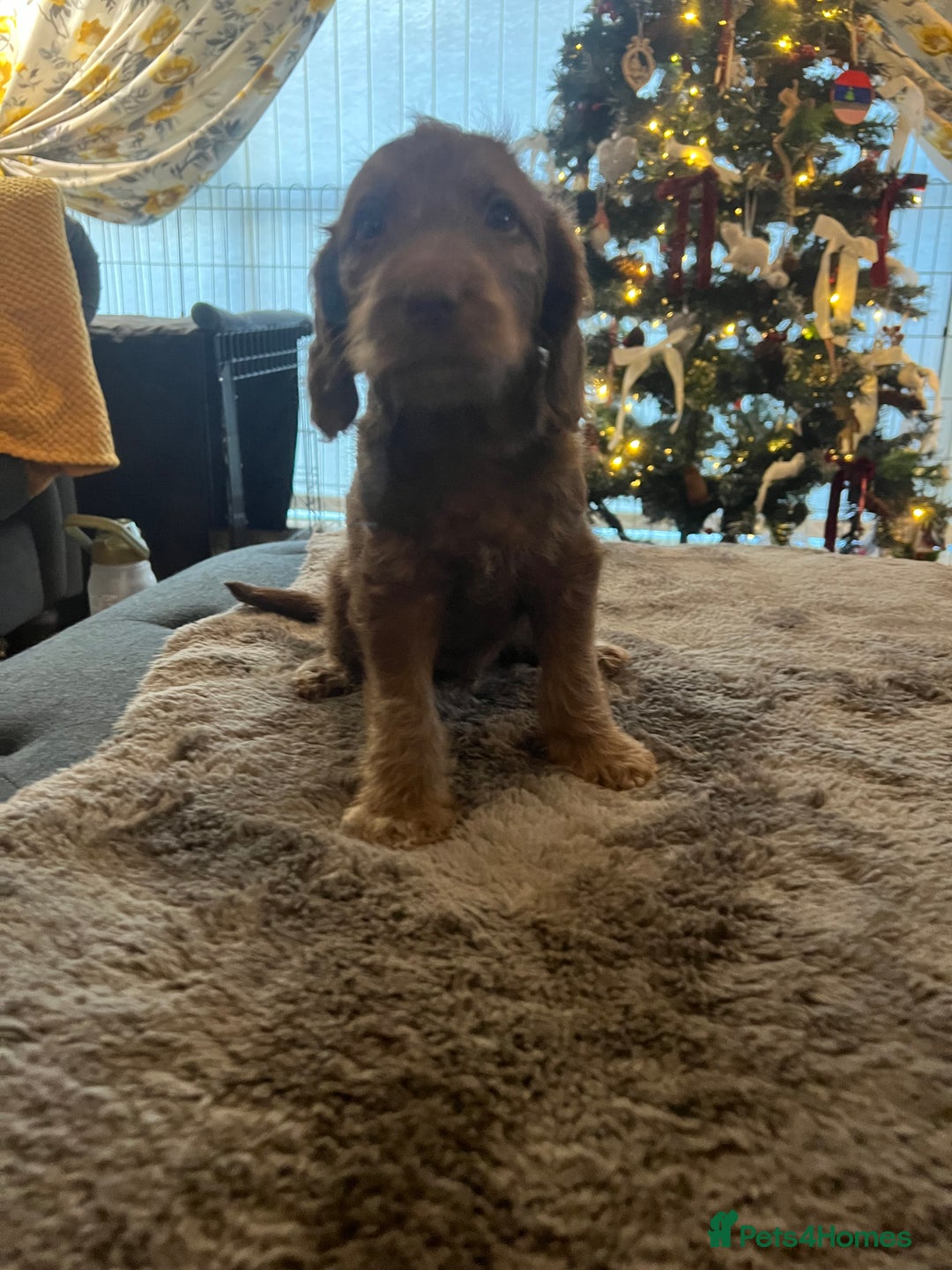 Cockapoo dogs for sale: Cockapoo puppies  - Advert 11