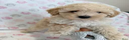 Maltipoo dogs for sale: Beautiful health tested happy Maltipoo puppys  - Advert 21