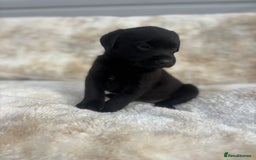 Labrador Retriever dogs for sale: 8 Kennel club reg  health tested chunky Labradors  - Image 34