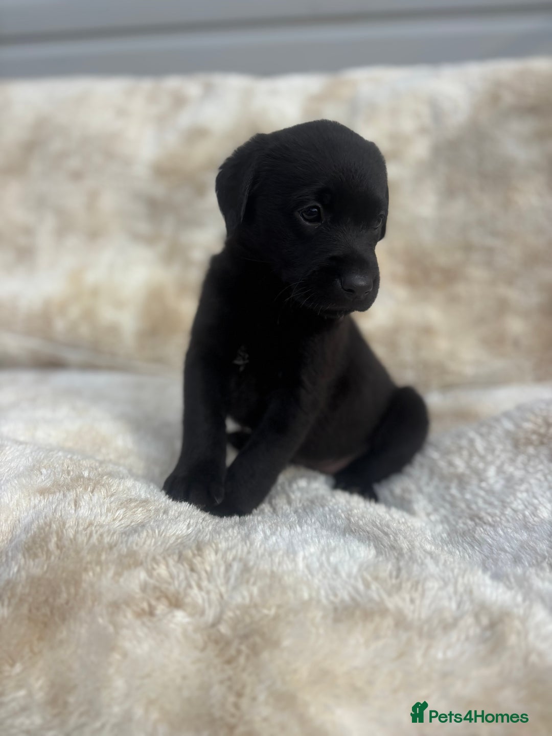 Labrador Retriever dogs for sale: 8 Kennel club reg  health tested chunky Labradors  - Image 34