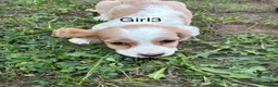 Cocker Spaniel dogs for sale: Show type cocker spaniels puppies  - Advert 10