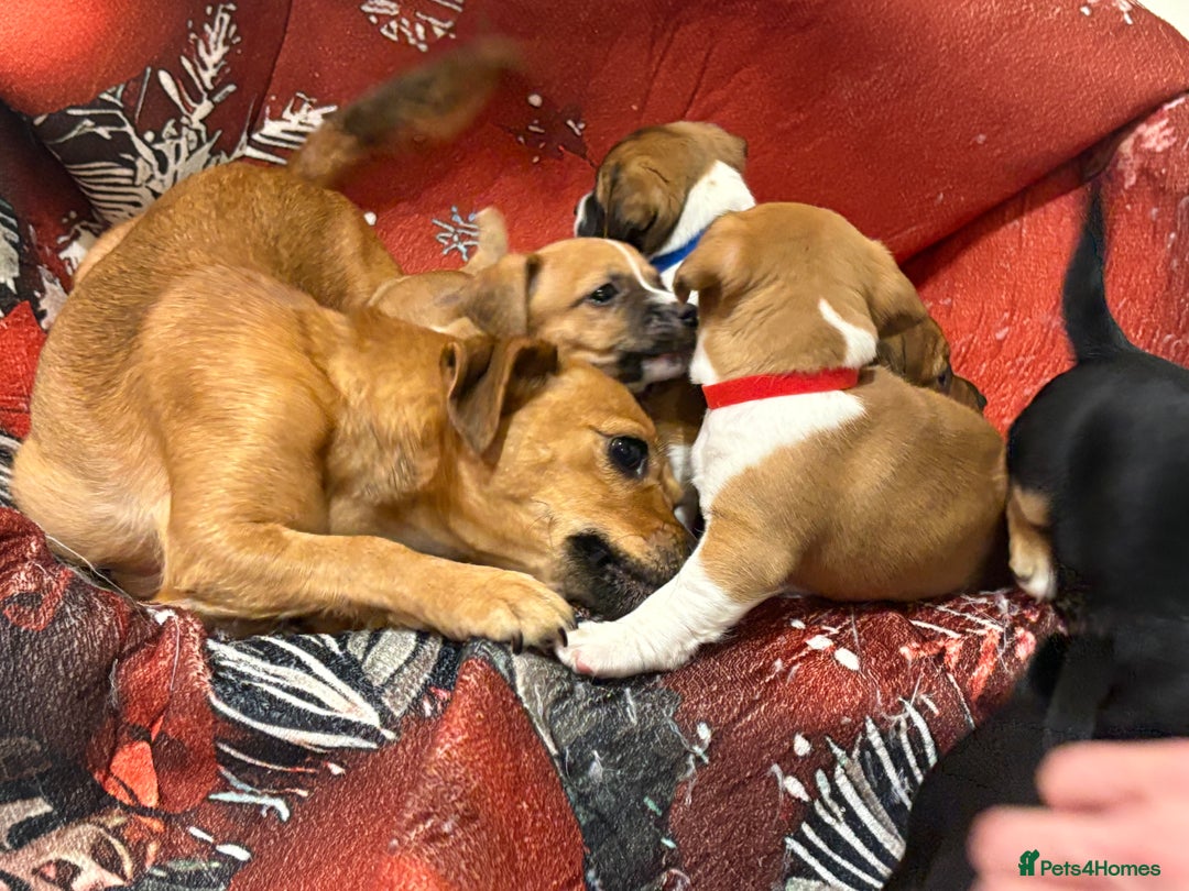 Jack Russell dogs for sale: 6 striking puppies  - Advert 5