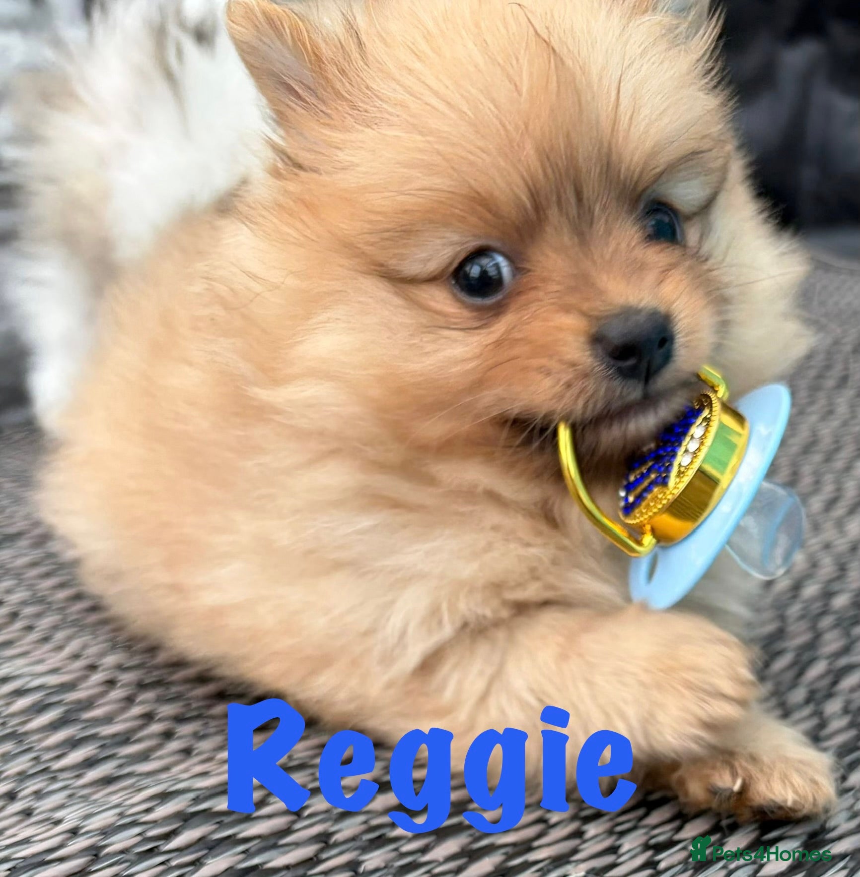 Pomeranian Puppy 2