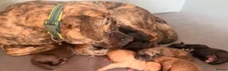 Presa Canario dogs for sale: Puppy Male black presa Canario  - Advert 1
