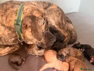 Presa Canario dogs Puppy Male black presa Canario - Advert 1