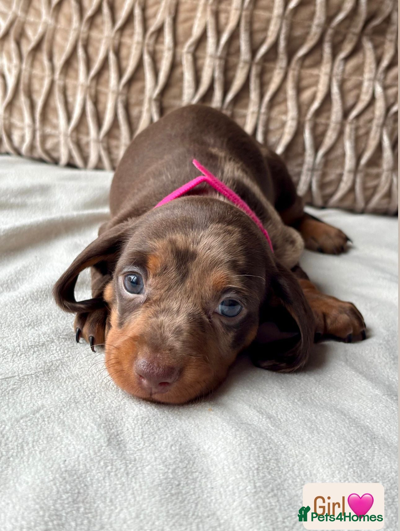 Miniature Dachshund dogs For Sale Adorable Miniature Dachshund puppies - Advert 15