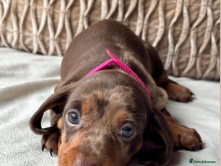 Miniature Dachshund dogs For Sale Adorable Miniature Dachshund puppies - Advert 15