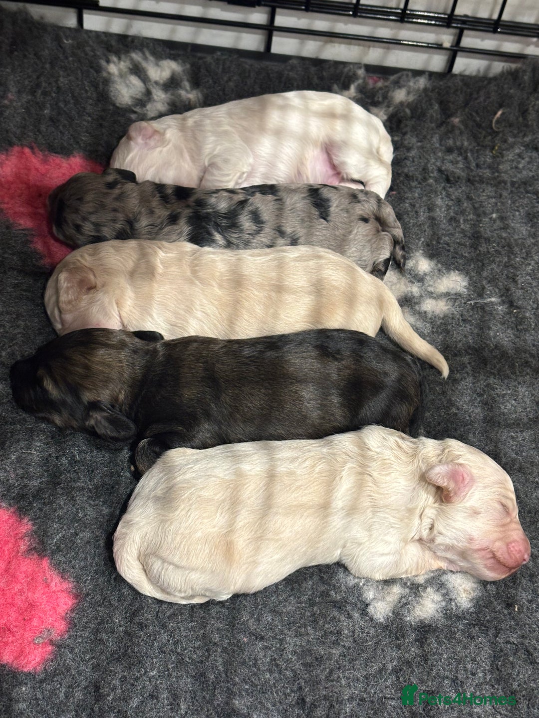 Schnoodle dogs for sale: Gorgeous schnoodle puppies  - Image 10