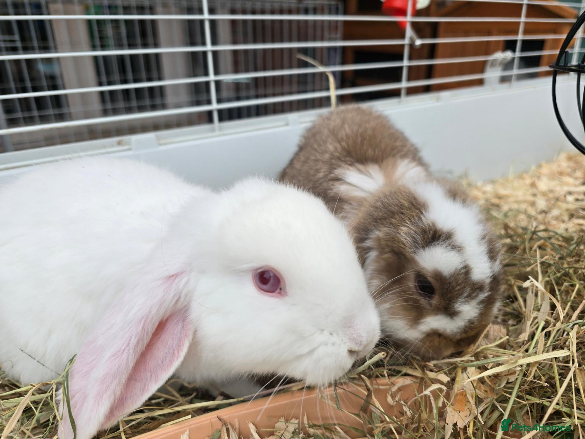 French Lop rabbits French lop bunnies - Advert 2
