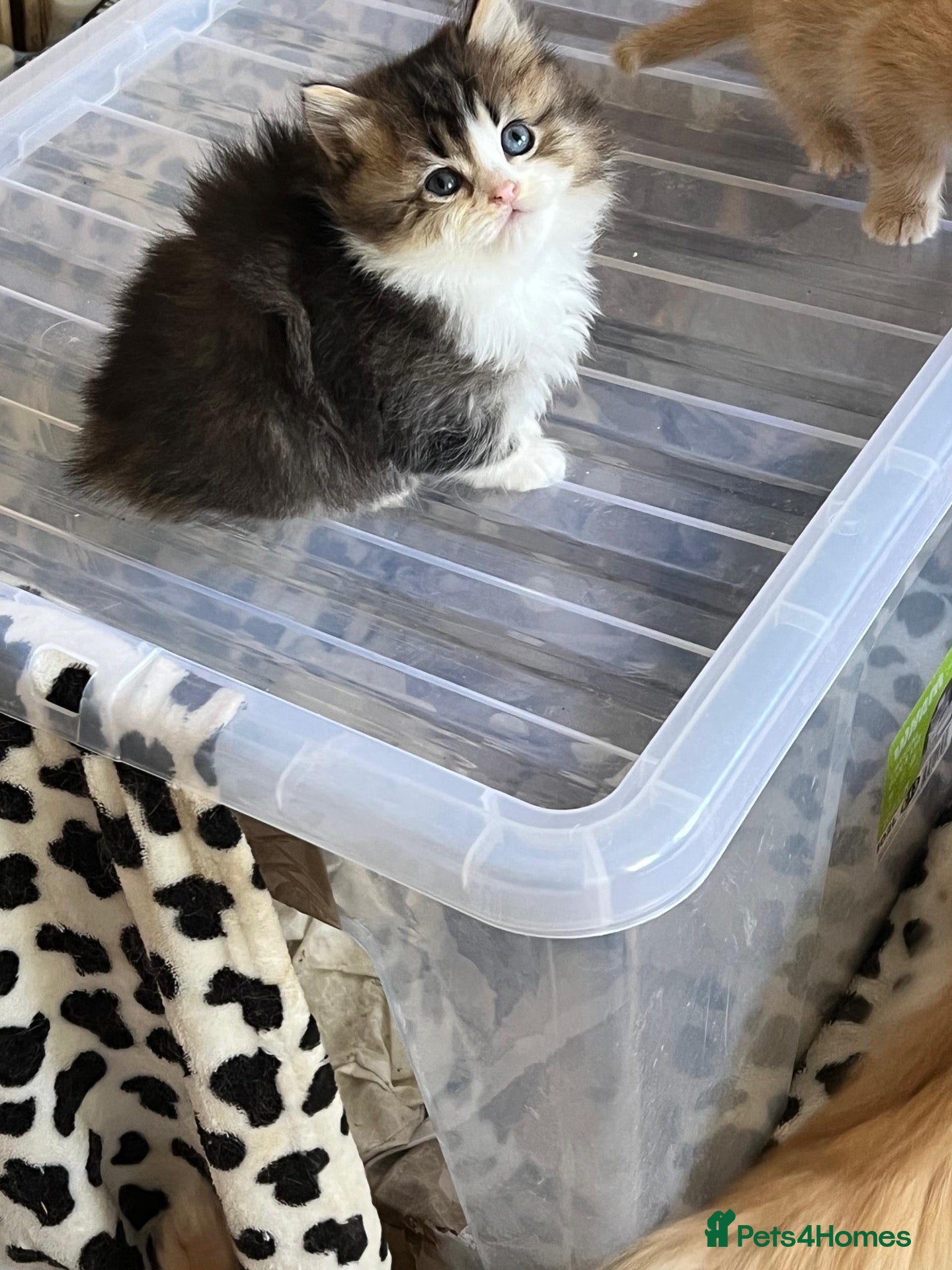 British Longhair cats for sale: 4 Gorgeous Fluffy Kittens Ginger Boys Tabby Girls - Advert 3