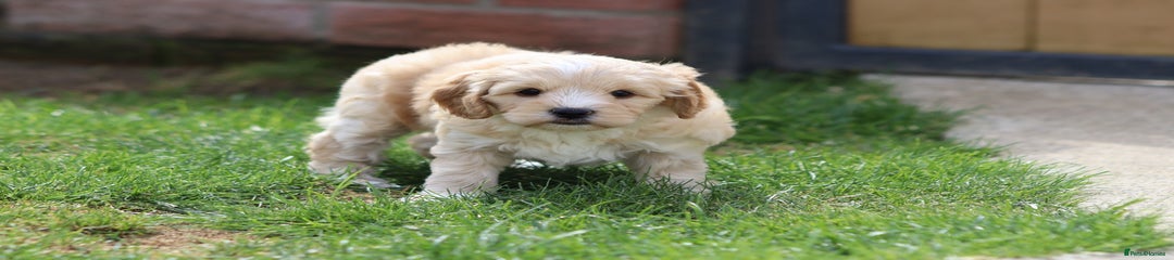 Cavapoochon Puppy 2