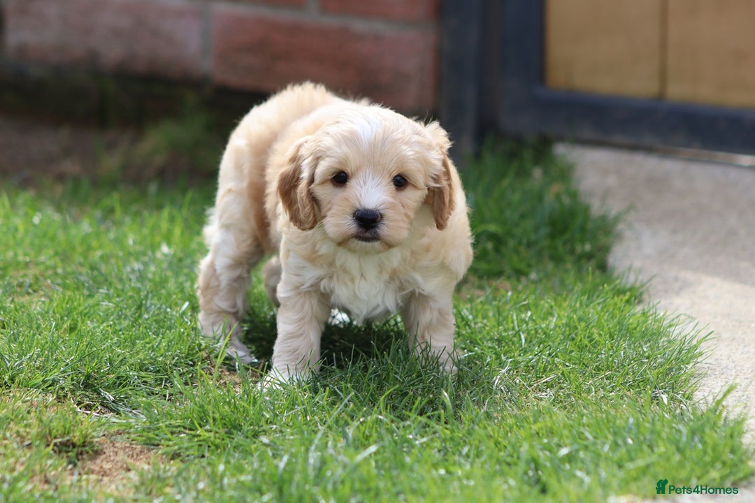Cavapoochon dogs for sale: Beautiful Cavapoochon puppies for sale - Image 7