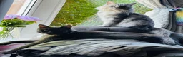 Maine Coon cats for sale: Pure bred Maine Coon kittens - Advert 9