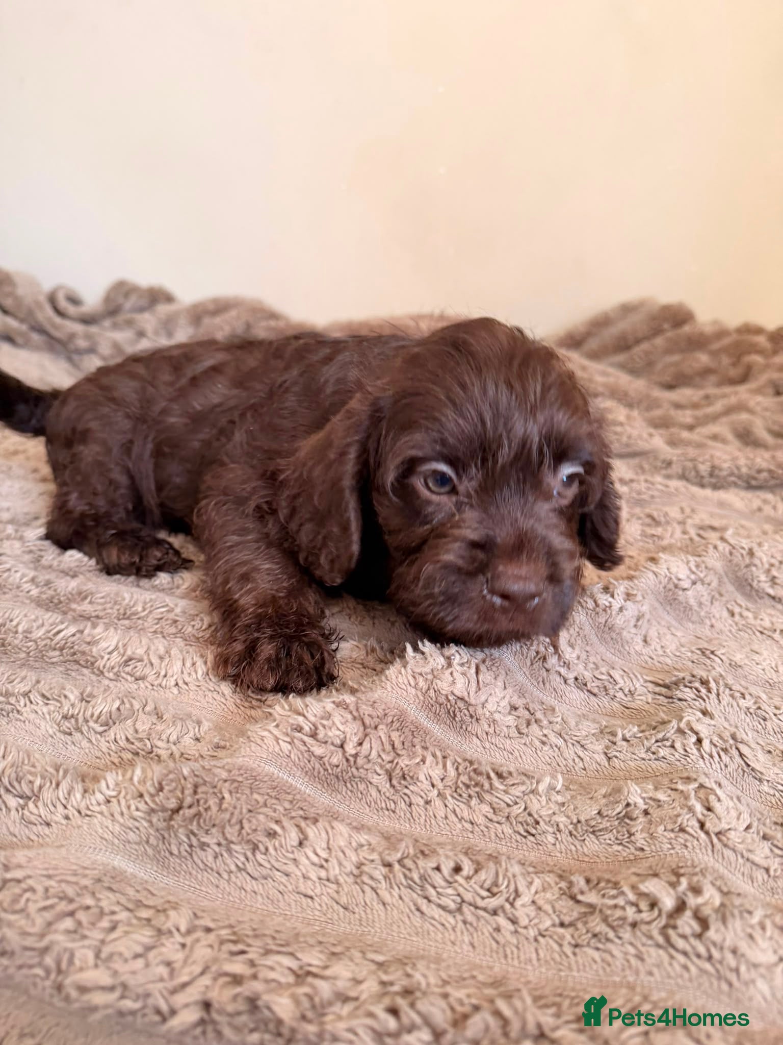 Mixed Breed dogs Frenchipoos - Advert 1