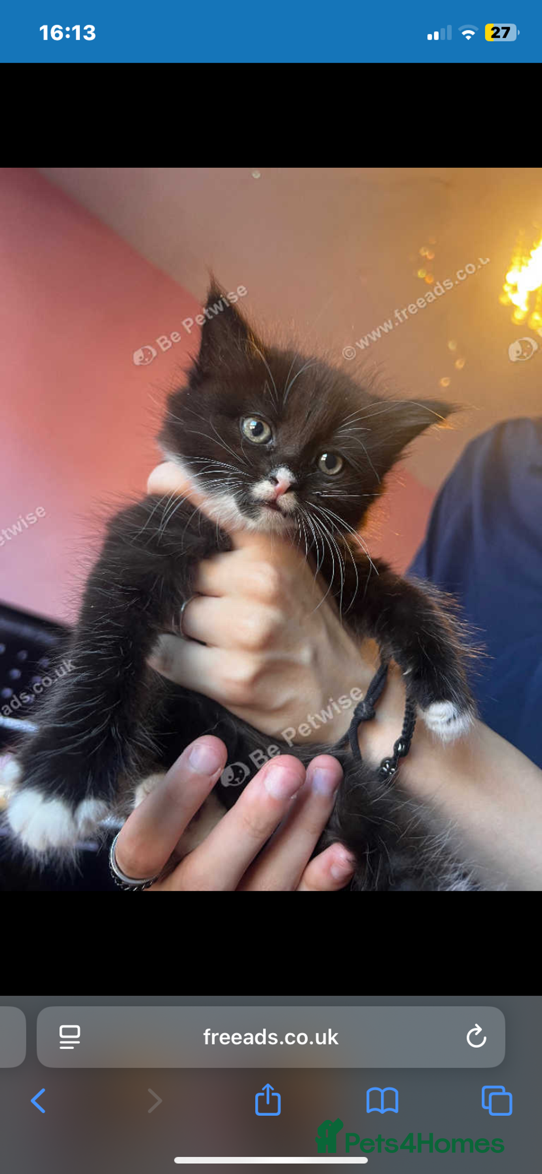 Norwegian Forest Cat cats for sale: Two Norwegian forest/domestic long haired females  - Image 1