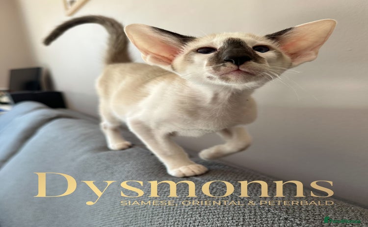 Oriental cats - Advert 5