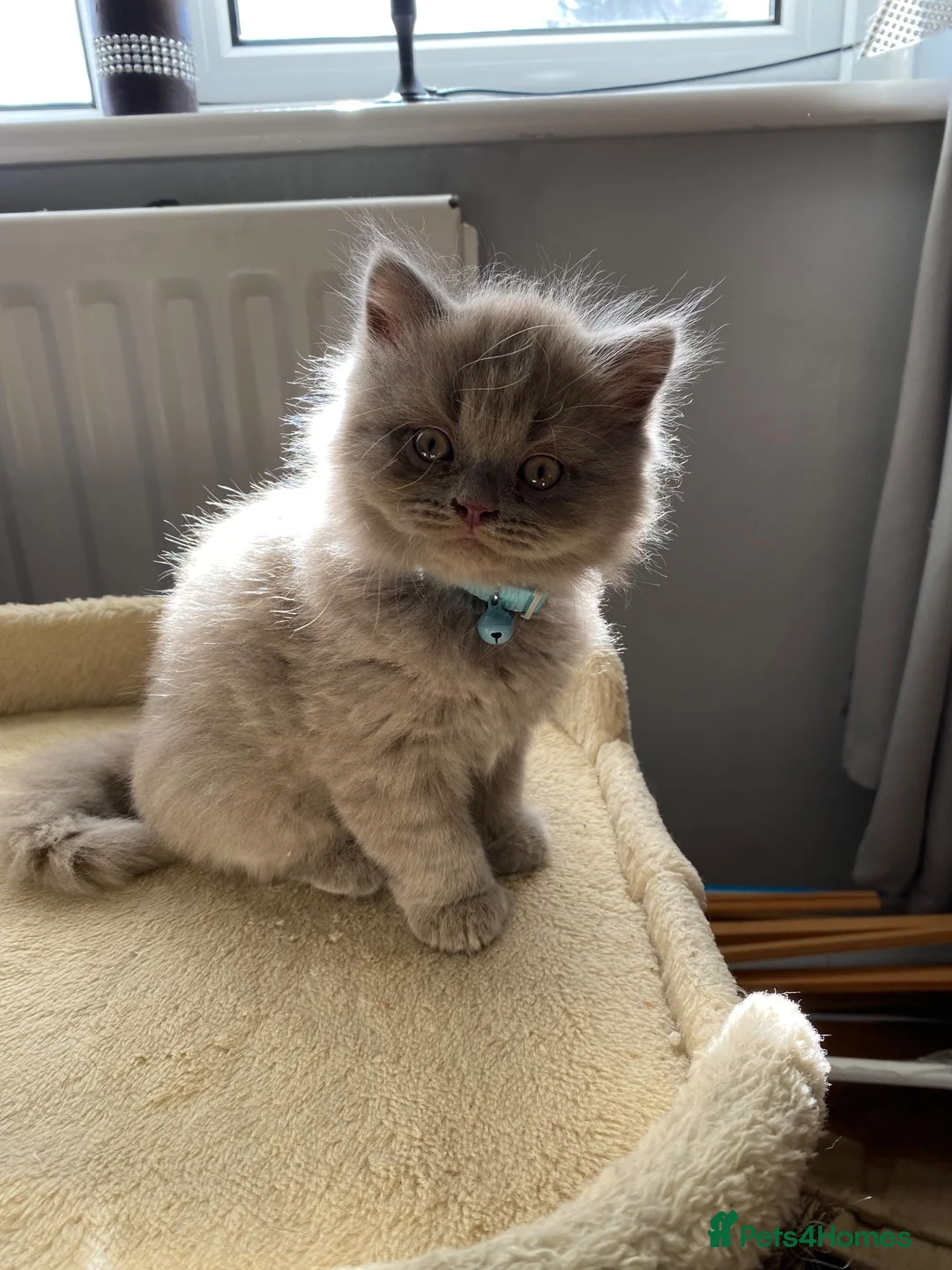 British Shorthair cats for adoption: One British short hair boy  - Advert 2