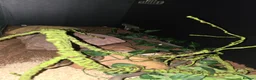 Python Snake reptiles for sale: 5x royal pythons and set ups in Birmingham - Advert 18