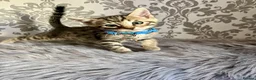 Bengal cats for sale: Bengal kittens🐾 - Advert 2