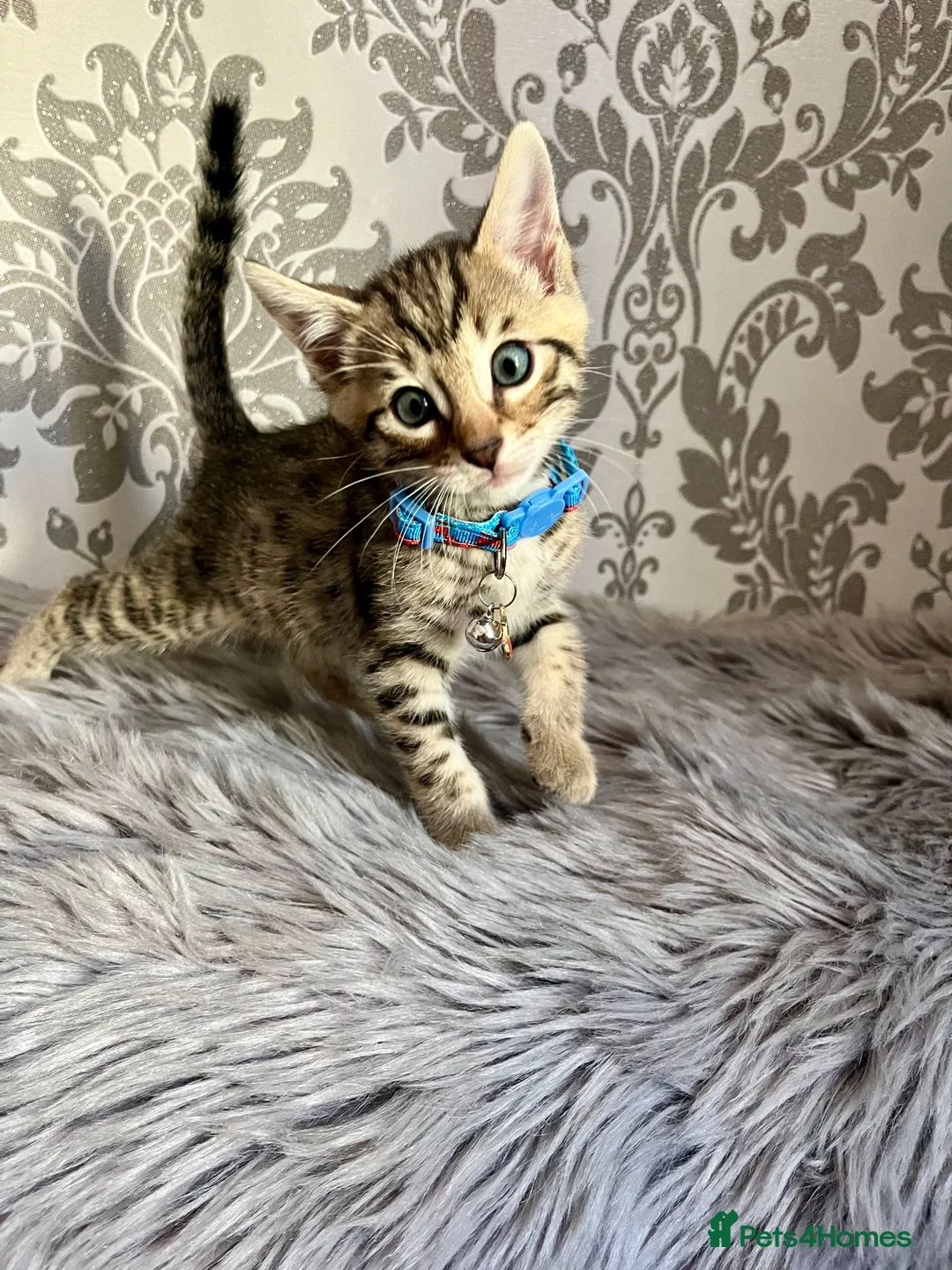 Bengal cats for sale: Bengal kittens🐾 - Advert 2