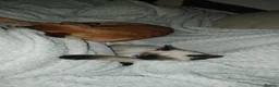 Siamese cats for sale: Siamese kitten - Advert 2