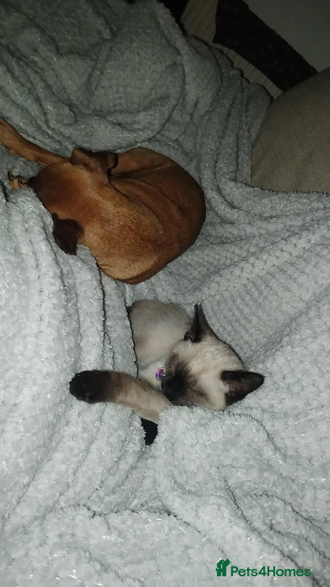 Siamese cats for sale: Siamese kitten - Advert 2