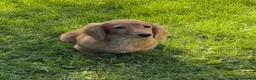 Miniature Dachshund dogs for sale: Ready now KC reg 5 month old boy  - Advert 11