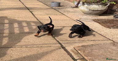 Miniature Dachshund dogs - Advert 5