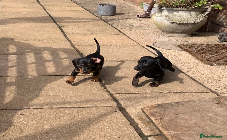 Miniature Dachshund dogs - Advert 4