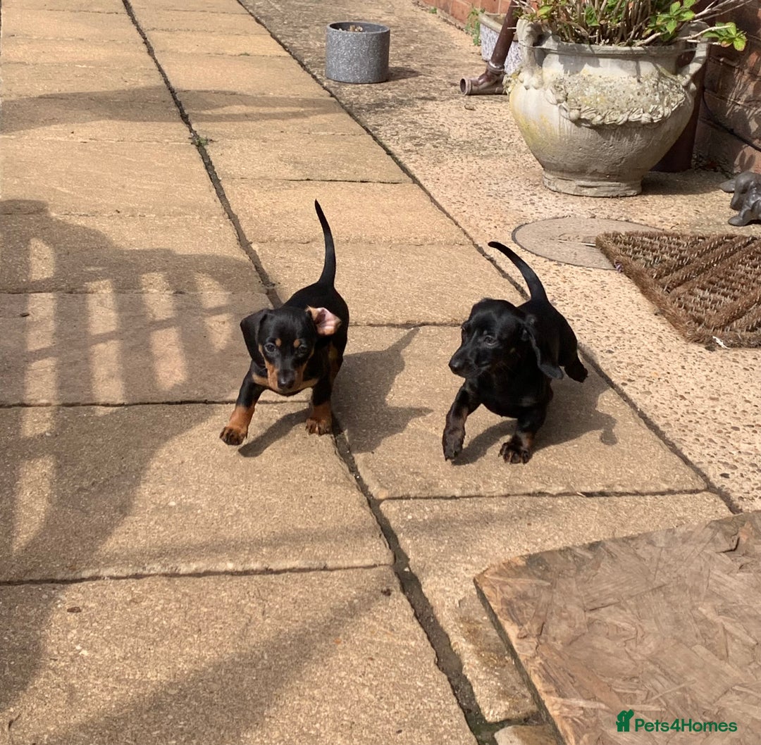 Miniature Dachshund dogs for sale: Beautiful mini daxi puppies pra clear READY NOW - Image 4
