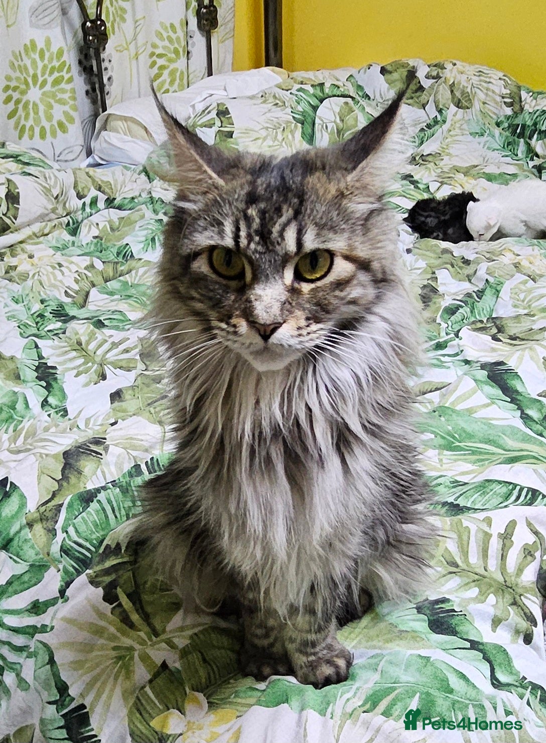 Maine Coon cats Maine Coon kittens - Advert 1