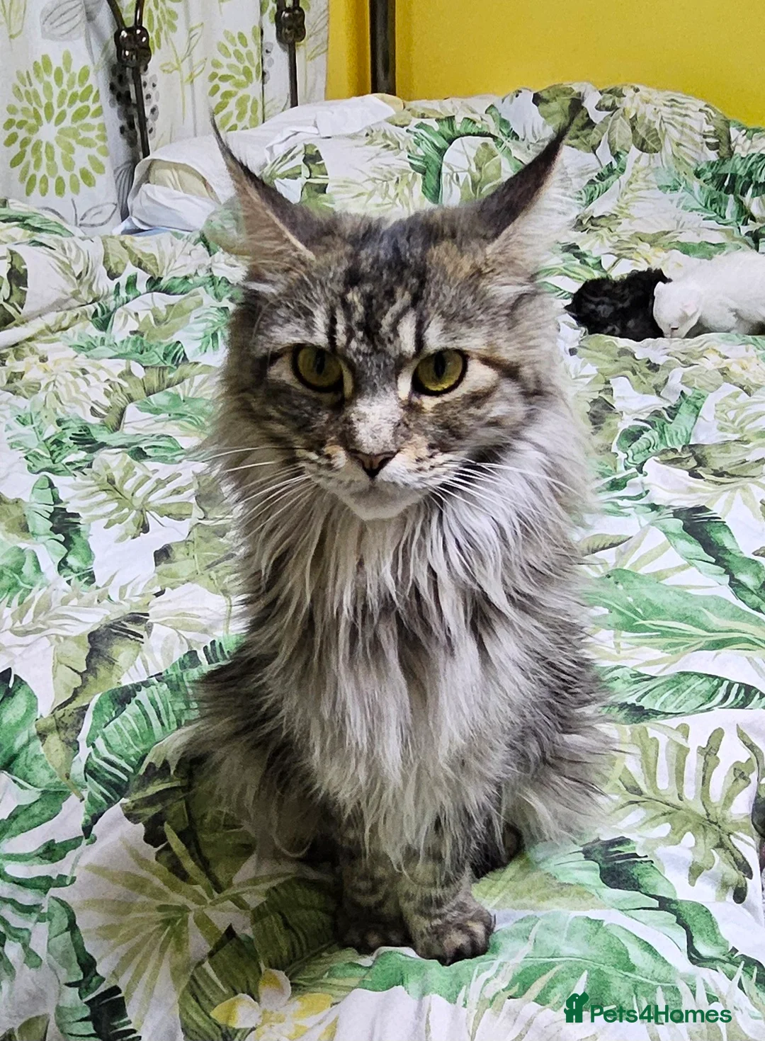 Maine Coon cats for sale: Maine Coon kittens - Advert 1