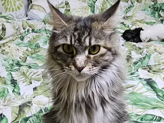 Maine Coon cats Maine Coon kittens - Advert 1