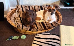 Mixed Breed dogs for sale: 5 Jack Russell x miniature dashound puppies £800 - Image 9