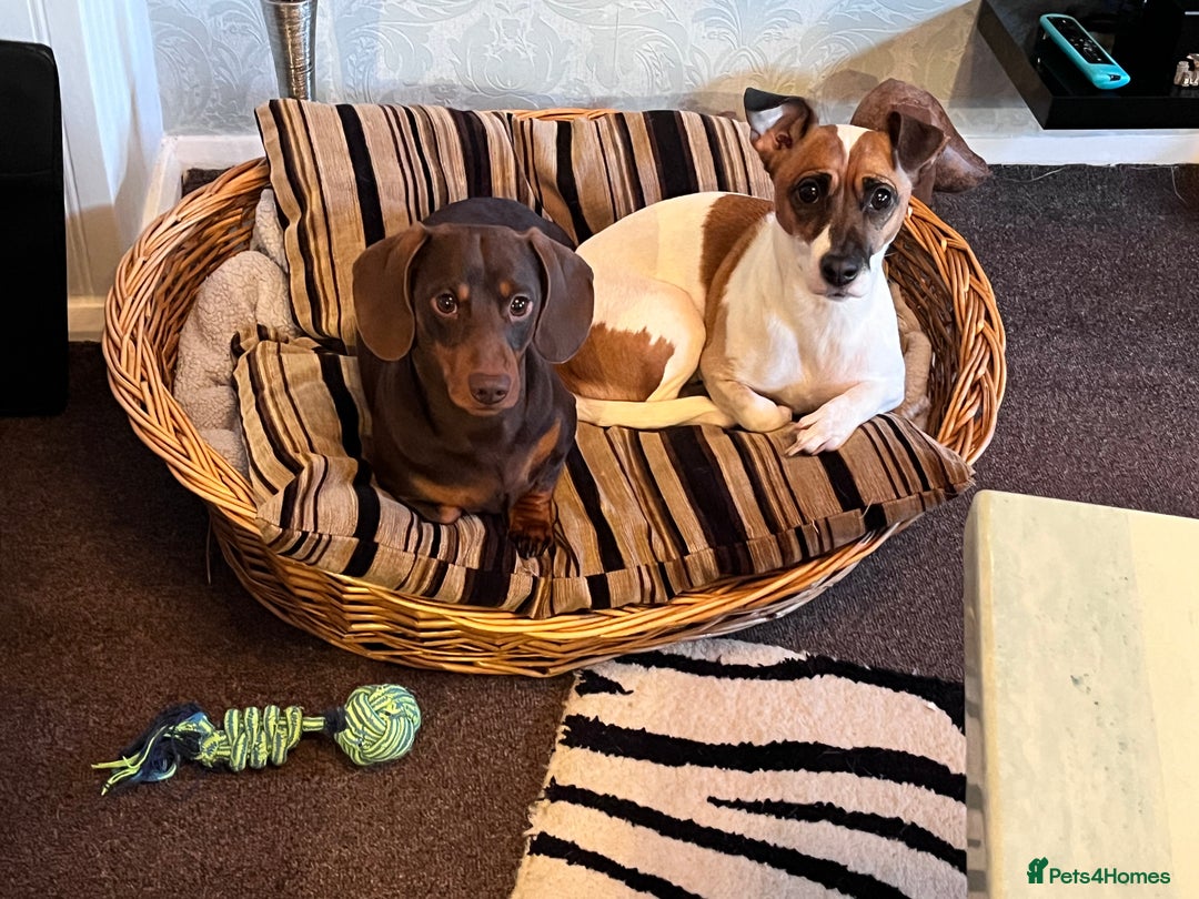 Mixed Breed dogs for sale: 5 Jack Russell x miniature dashound puppies £800 - Image 9