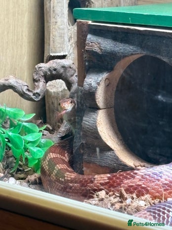 Corn Snake reptiles - Advert 14