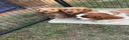 Cavapoo dogs for sale: F1 CAVAPOO PUPPIES  - Advert 13