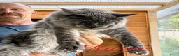 Maine Coon cats for sale: 9 STUNNING BLACK SMOKE MAINE COON CUBS  - Advert 24