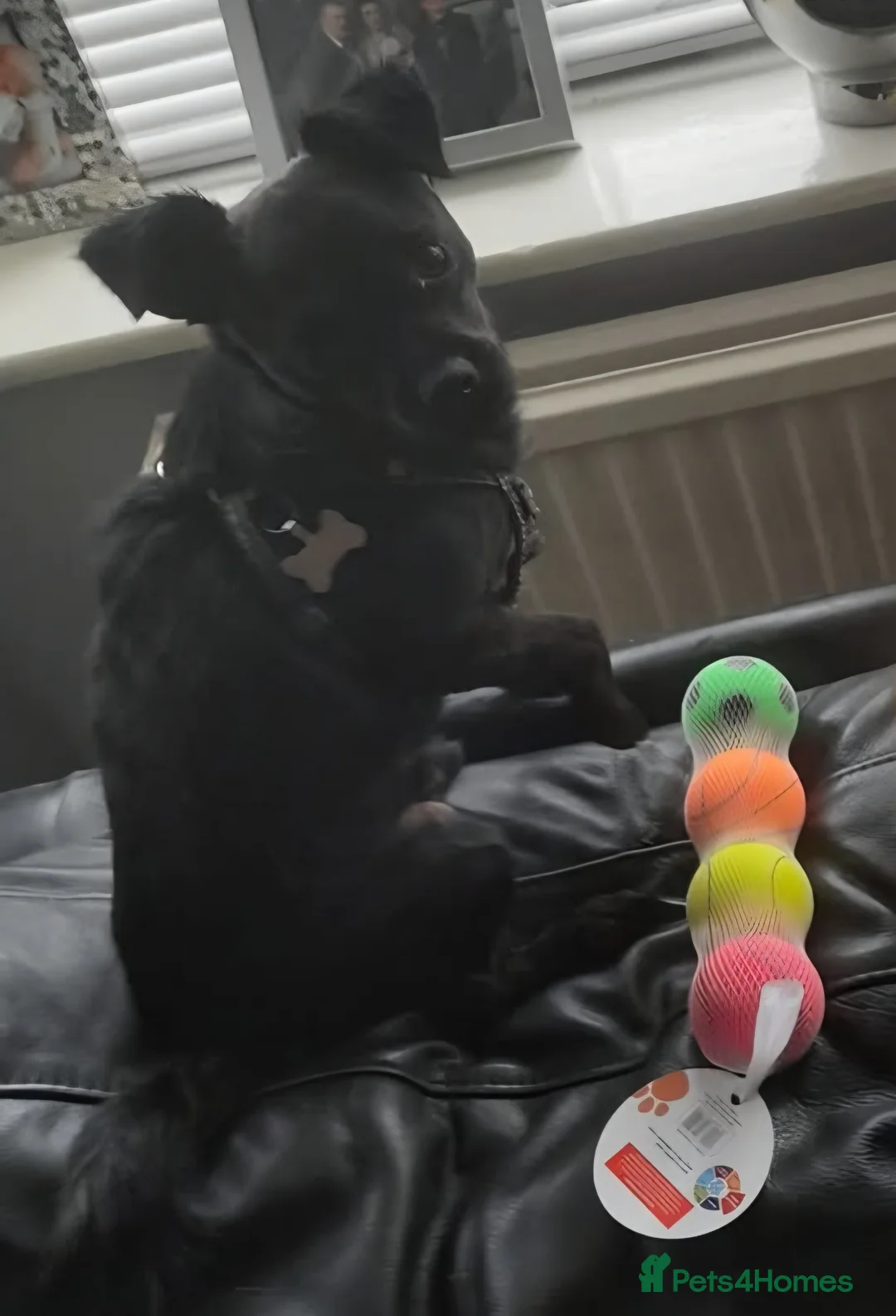 Mixed Breed dogs for sale: Forever home wanted - Advert 6