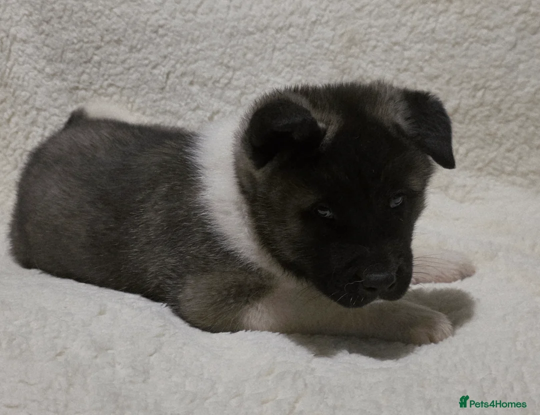 Akita dogs for sale: Beautiful pure breed American Akita puppies  - Advert 5