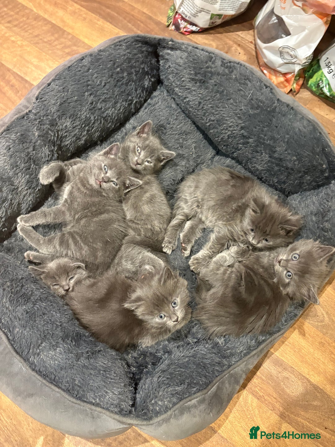 Mixed Breed cats for sale: 6 very fluffy grey kittens - Image 4